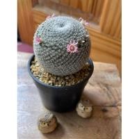 ราคา แมมนกฮูก Mammillaria microthele(แมมนกฮูก)​ (3286648858)