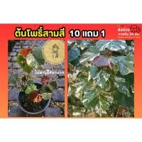 ราคา ต้นโพธิ์สามสี โพธิ์ 3 สี​ โพธิ์ 7สี โพธิ์ด่างไม้ประดับ ไม้ด่าง ฟอกอากาศ จัดสวน แต่งบ้าน ปุ๋ย ดิน กระถาง ต้นโพธิ์ ต้นกล้า (47055656438)