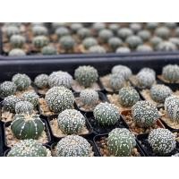 ราคา แอสโตรซุปเปอร์ คาบูโตะ แอสโตรV แอสโตรลูกV Astrophytum super kabuto V type ดอทสวยงาม กระบองเพชร คัดพิเศษราคาเบาๆ (3762998588)