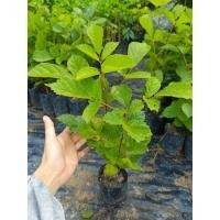 ราคา ต้นเหลืองอินเดีย(เหลืองเชียงราย)สูง 30-40 เซนติเมตร (20278110096)