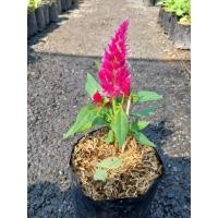 ราคา ต้นหงอนไก่ขนาดสูงประมาณ20-30ซม. (51403181044)