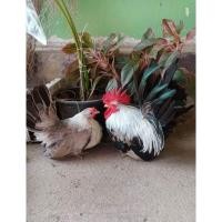 ราคา ไข่ไก่แจ้ลุ้นเชื้อ สีกาบออ้ย1ชุดมี5ฟอง (21790141357)