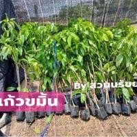 ราคา ต้นมะม่วงแก้วขมิ้น กิ่งทาบ รากแน่นๆ พร้อมปลูก (10395249780)