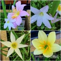 ราคา บัวดิน คละสี ขายเป็นชุดๆละ 10 หัว 39 บาท/ 20 หัว 69 บาท (15605704721)