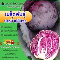 ราคา 200เมล็ดเมล็ดพันธุ์กะหล่ำปลีม่วง Cabbage Seed เมล็ดกะหล่ำปลีเมล็ดพันธุ์ผักผักสวนครัว ผักออร์แกนิก (27423745779)