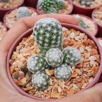 ราคา แมมลูกกอล์ฟ Mammillaria humboldtii ดอกสีชมพู จากภาพในกระถาง 2.5นิ้ว (5340180823)