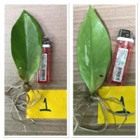 ราคา กวักมรกตด่าง ใบกวักมรกตชำน้ำ ใบกวักด่างชำนำ้มีรากแล้ว (4688507778)