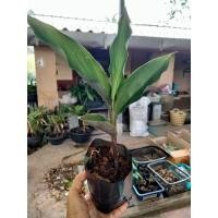 ราคา ว่านดอกทองเขมร 1คู่(ผู้1เมีย1)ถอนล้างราก ว่านดอกทองตัวเมีย ว่านราคะ ว่านมหาเสน่ห์ ว่านสาวหลง ต้นว่านดอกทอง (19979394365)