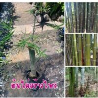 ราคา ต้นไผ่สร้างไพร เป็นไผ่เลี้ยงลำ ลำใหญ่ตรง สวย เงางาม ราคา 150 บาท พร้อมส่ง (44219246420)