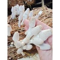 ราคา หัวเชื้อเห็ดโคนน้อย ชุด10ก้อน แถมฟรี!อาหารเสริม เชื้อเดินสวย ดอกใหญ่ ออกดอกดี (20971892295)