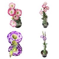 ราคา กุหลาบไร้หนาม 2 สีให้เลือก กระถาง 8 นิ้ว (23904682538)