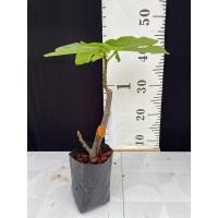 ราคา มะเดื่อฝรั่ง Fig พันธุ์ CDD-Gegantina (24828118321)