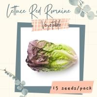 ราคา （คุณภาพสูง เมล็ด）seedsRed Romaine LETTUCE Seeds for Planting (15 seeds) VEGGIESed GD02/ง่าย ปลูก สวนครัว เมล็ด/ดอก DCDU (22608220882)
