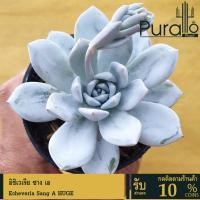 ราคา ต้นไม้อวบน้ำ กุหลาบหิน อิชิเวเรีย ซาง เอ Echeveria Sang A HUGE #Sang A #Echeveria #Rare (25834361037)