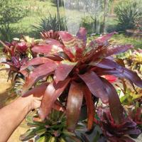 ราคา สับปะรด​สี​ Neoregelia​ Raspburry​ Ripple​ Bromeliad​ ไม้ประดับ (10085208913)