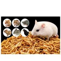 ราคา MI หนอนอบแห้งสำหรับหนูแฮมเตอร์ ชูการ์,เม่นแคระ,นก,ปลา Mealworms (21288311377)