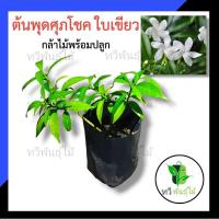ราคา ต้นพุดศุภโชค ใบเขียว กล้าไม้พร้อมปลูก ตรงปก ไม้ประดับ น่าปลูก ต้นไม้ตายระหว่างขนส่ง เคลมฟรี Tawee Pantmai พุดศุภโชค (3270620503)