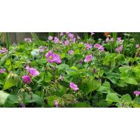 ราคา oxalis Latifolia กระถาง 4 นิ้ว (6069590506)