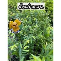 ราคา ต้นลำดวน ไม้ยืนต้น ดอกมีกลิ่นหอม ดอกหอมนวล (28266272356)