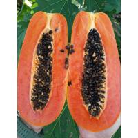 ราคา เมล็ดมะละกอฮอลแลนด์ เมล็ดฮอลแลนด์ (25241772957)