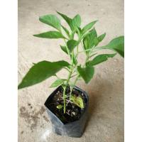 ราคา ขายต้นพันธ์ุพริกชี้ฟ้า พริกชี้ฟ้า (7451215689)