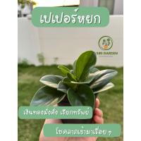 ราคา [โปรสายมู] ต้นเปเปอร์หยก ต้นไม้มงคล ไม้ฟอกอากาศ (46954388677)