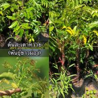 ราคา ต้นสะเดาขาวผ่อง (หรือ สะเดาทวายพันธุ์ขาวผ่อง) (40170347489)