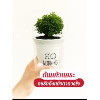ราคา ต้นแก้วแคระ#ต้นแก้วแคระมหามงคล+กระถางรดน้ำอัตโนมัติ+หินดำเงาบาหลี+ปุ๋ยบำรุงต้น (58001505599)