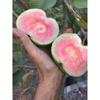 ราคา ฝรั่งหงเป่าสือ 4 กิโล (ฝรั่งไส้แดง) (25208301016)