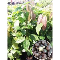 ราคา ต้นเนียงหรือลูกเนียงมัน เป็นผักคู่อาหารใต้ มีกลิ่นฉุนกินคู่กับอาหารที่มีรสจัด สูง 40-50cm.(1ต้น/แพ็ค) (4641541408)