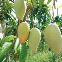 ราคา ต้นมะม่วงเขียวใหญ่ หรือ มะม่วงงามเมืองย่า(เสียบยอด)เป็นมะม่วงมีผลขนาดใหญ่มาก รสชาติอร่อย ตรงปก เคลมฟรี (29100185633)