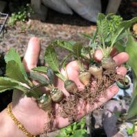 ราคา Dorstenia Foetida-มะพร้าวทะเลทรายใบยาว (9383824494)