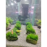 ราคา ต้นไม้น้ำไม้น้ำเฟรมมอส(มอสพันหิน)Flame Moss (26707400818)