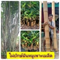 ราคา ต้นพันธุ์ไผ่ยักษ์มันหมู เพาะเมล็ด รากแน่น โตไว ต้นแข็งแรง พร้อมปลูก (6847958044)