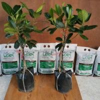 ราคา ขนุน​แดง​สุริยา​ แดงสุริยา​ ขยายพันธุ์​ด​้​วยวิธีการ​ทาบกิ่ง​ (4134444930)