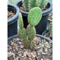 ราคา โอพันเทียรูฟีด้า Opuntia Rufida โอพันเทีย กระบองเพชร (43602032490)