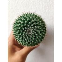 ราคา กระบองเพชรแมมหนามพิกุล หรือ (Mammillaria scrippsiana) (23750497259)