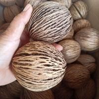 ราคา ลูกตีนเป็ด ชุด 5 ลูก ขนาด 5-8 ซม. ส่งแบบคละขนาด (4454672589)