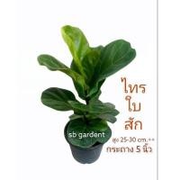 ราคา ไทรใบสัก กระถาง 5นิ้ว สูง 30cm (10701369465)