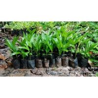 ราคา ต้นหมากสูง ต้นกล้าสูง30 cmขึ้นไปและ ต้นหมากเตี้ย สั่งขั้นต่ำ5ต้น (9817831326)