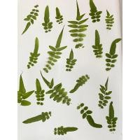 ราคา ☘️ พร้อมส่ง ใบไม้แห้งธรรมชาติ ใบไม้ทับแห้ง ใบไม้สด ใบไม้อบแห้ง DIY ใบไม้ตกแต่ง (43676201988)