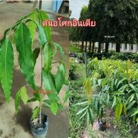 ราคา ต้น​อโศก​อินเดีย​ (1​ชุด​ 5ต้น)​ (6183834765)