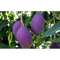 ราคา มะม่วงน้ำดอกไม้สีม่วงเสียบยอด(ขนาด60ซม.) (5601455613)