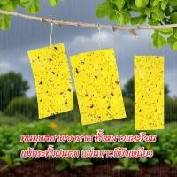 ราคา [ส่งจากไทย] กาวดักแมลงวันทอง แผ่นกาว ดักแมลง ไร้สารพิษ กับดักแมลง กาวเหนียว2ด้าน (40911920258)