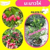 ราคา ต้นมะม่วงหาวมะนาวโห่ พันธุ์ไทย (9717258141)