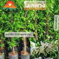 ราคา ต้นโมก โมก โมกพวง โมกหอม ไม้ทำรั้ว ต้นไม้ ไม้ผล ต้นพันธ์ สวนเขาหมาก ต้นไม้ประดับ สูง 80ซม - 1 เมตร (7137249116)