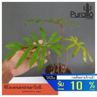 ราคา ฟิโลเดนดรอน มาโยอิ philodendron mayoi #ไม้ฟอกอากาศ #philodendron #ฟิโลเดนดรอน (11553091625)