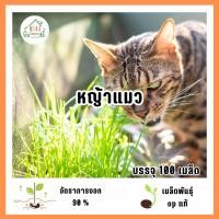 ราคา เมล็ดพันธุ์หญ้าแมว 100 เมล็ด (28743754092)