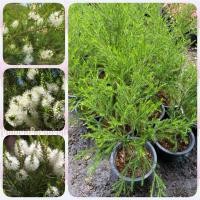 ราคา ต้นสนทีทรีออย ชาออสซี่ สนน้ำมัน ใบมีกลิ่นหอมอ่อน (กระถาง 11 นิ้ว) (26181607381)