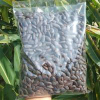 ราคา หน่อเหรียง เม็ดเหรียง ผักพื้นบ้าน 1000กรัม (7134681417)